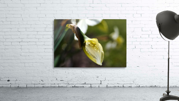 Daffodil Bud Wall Preview