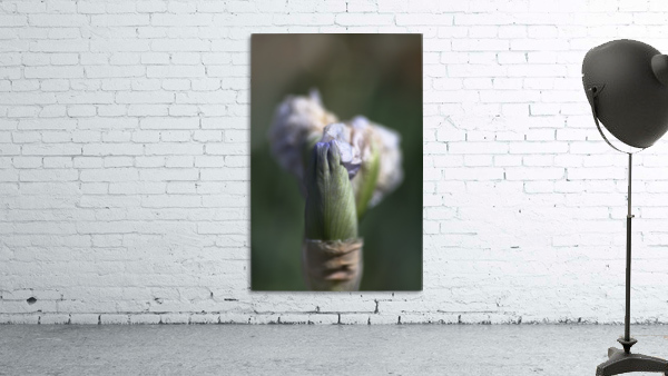 Iris Just Opening Wall Preview