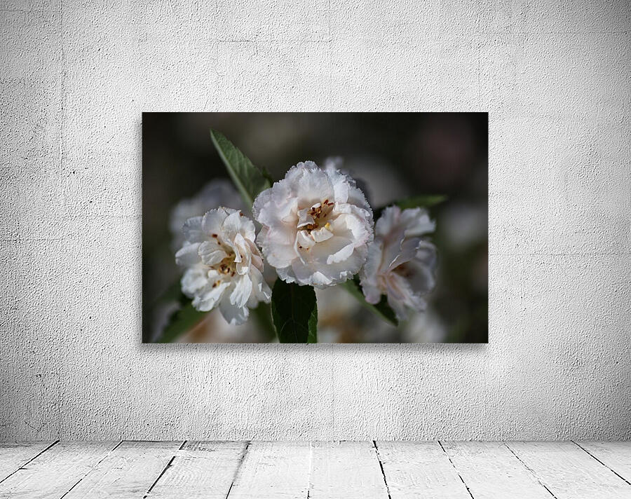 Crabapple Flowers Wall Preview