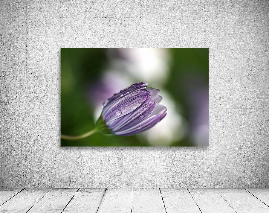 Daisy Bud Wall Preview