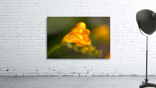 Freesia Flower Wall Preview