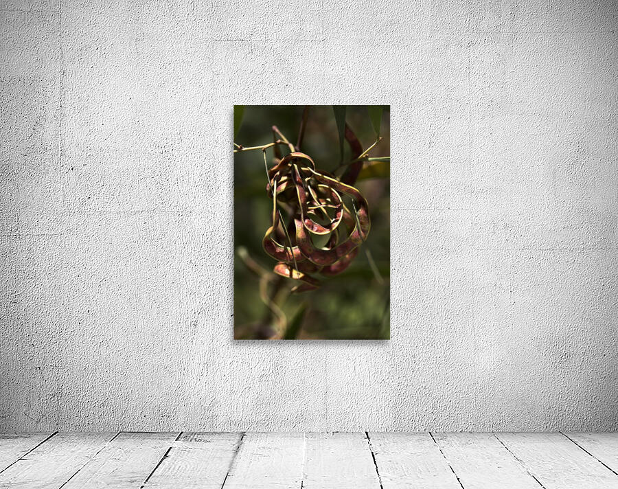 Wattle Tree Seed Pod Wall Preview