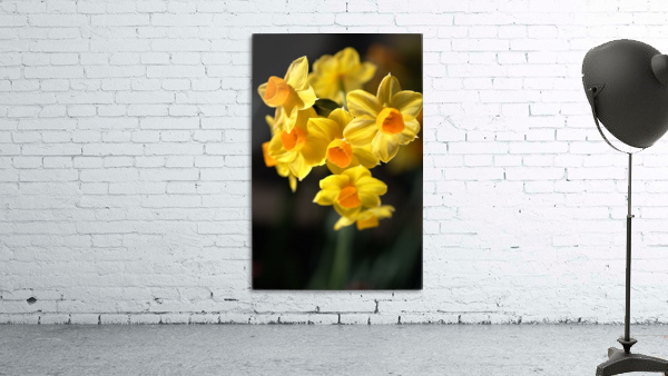 Jonquils Yellow Wall Preview