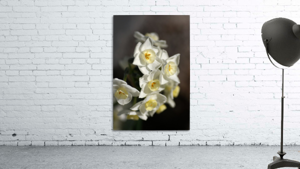 Jonquils Romance Wall Preview