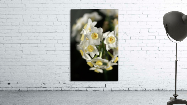 Jonquils Ring Wall Preview