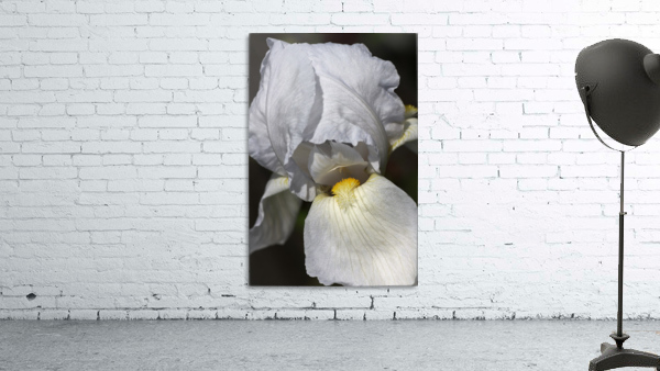 White Iris Wall Preview