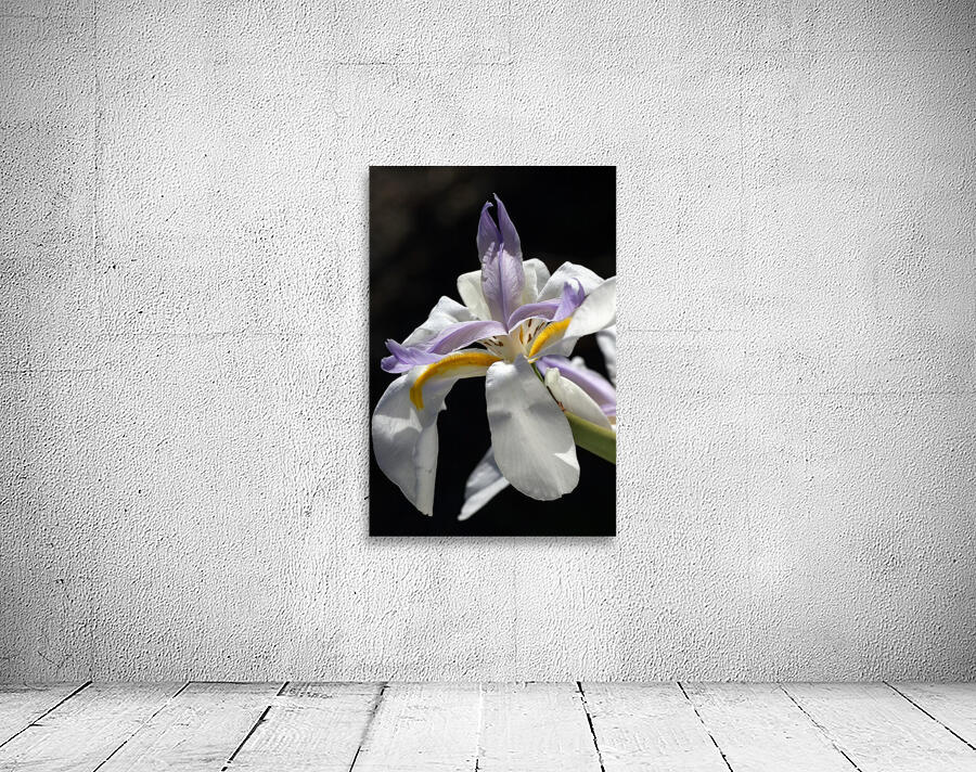 Iris White and Yellow Wall Preview