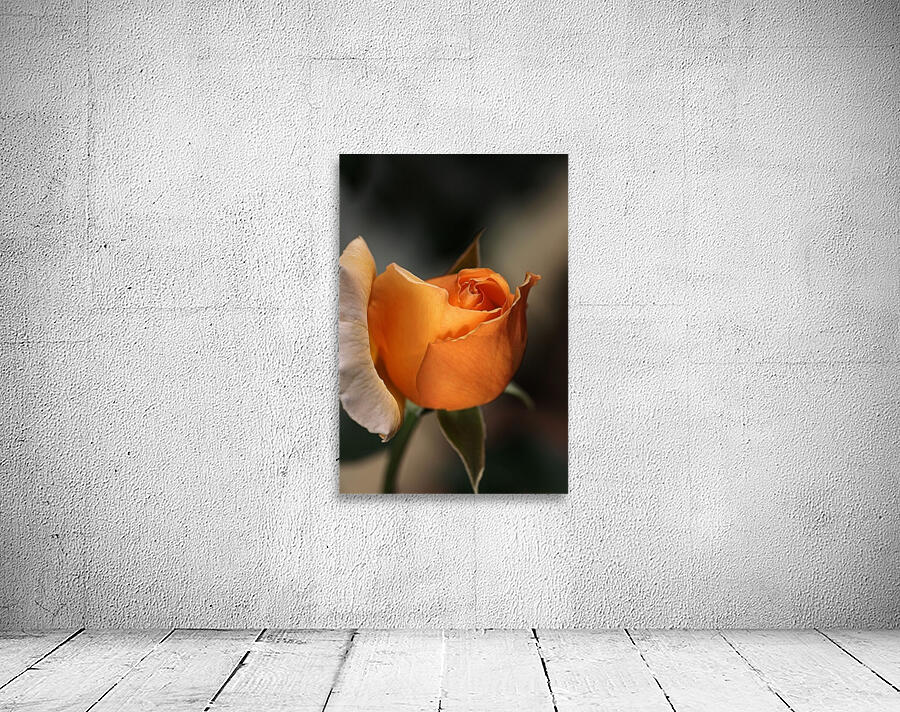 Romance Orange Rose Wall Preview