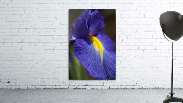 Purple Iris Lush Wall Preview
