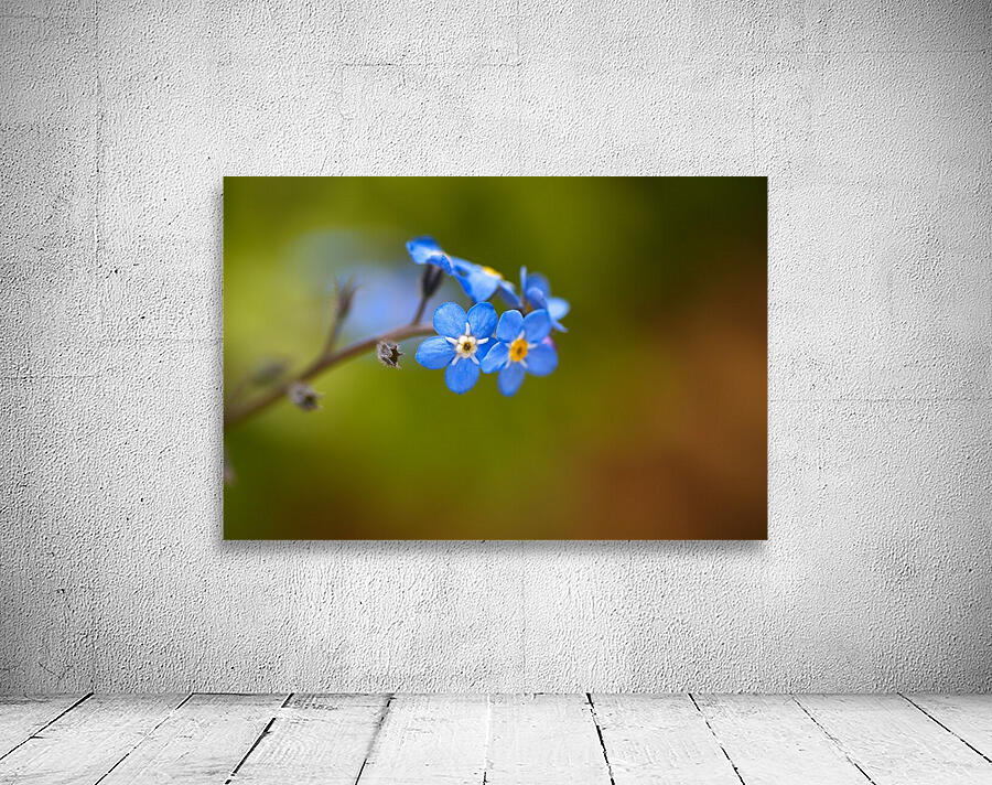 Forget Me Not Wall Preview