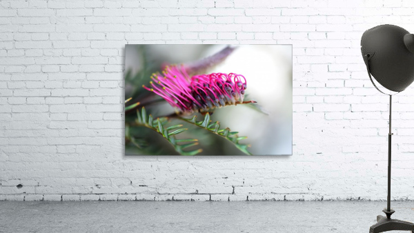 Grevillea In Pink Wall Preview