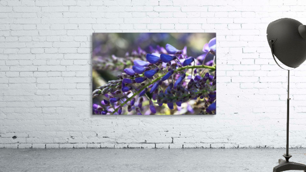 Wisteria Buds Wall Preview