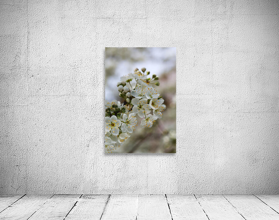 White Blossom Wall Preview