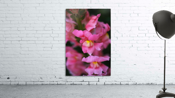 Snapdragon Flowers Wall Preview