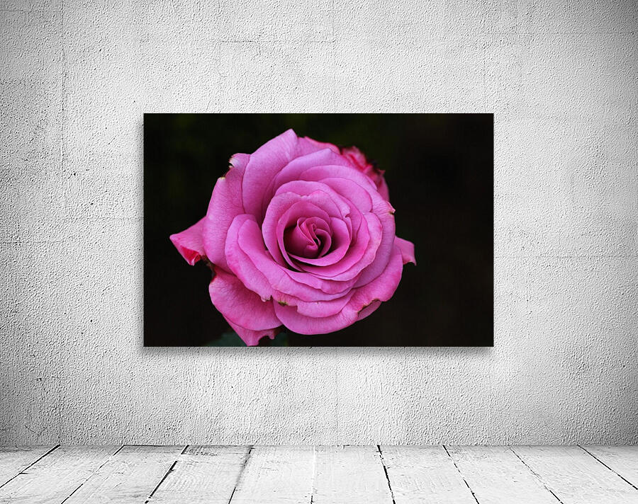 Divine Pink Rose Wall Preview
