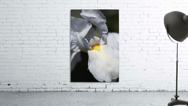 Large White Iris Flower Wall Preview