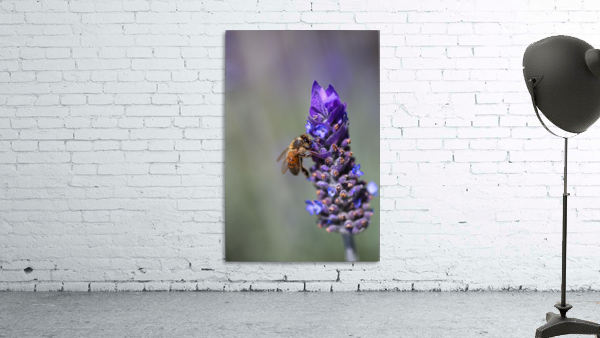 Bee Feast On Lavender  Wall Preview