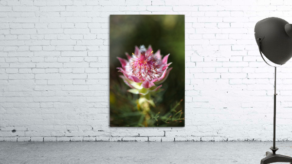 Protea Small Pink Flowers Wall Preview