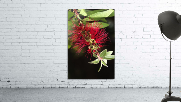 Australian Red Bottlebrush Flower Wall Preview
