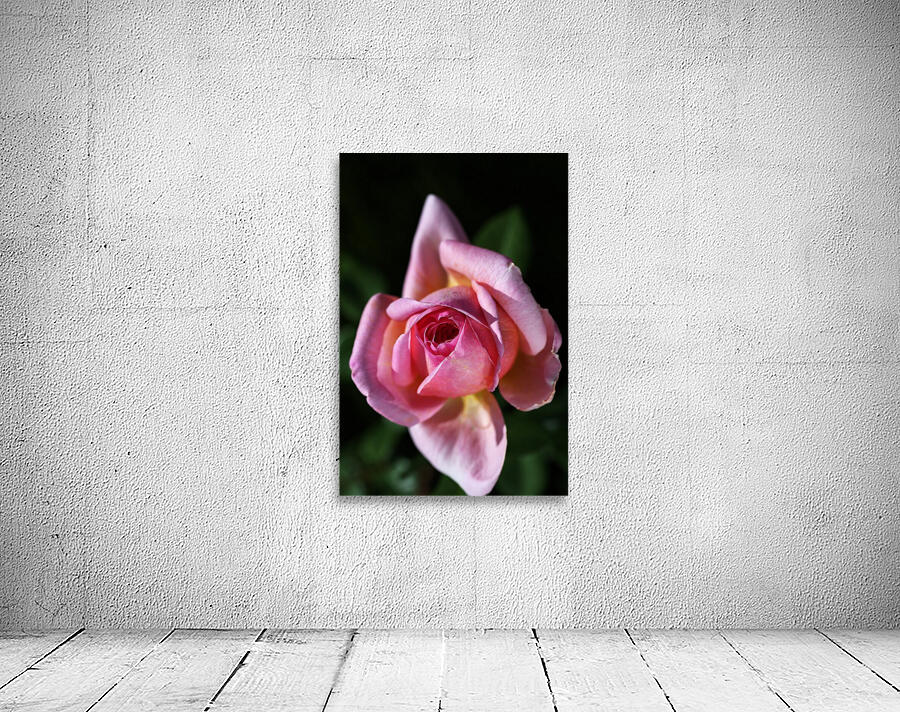 Double Pointed Pink Rose Wall Preview