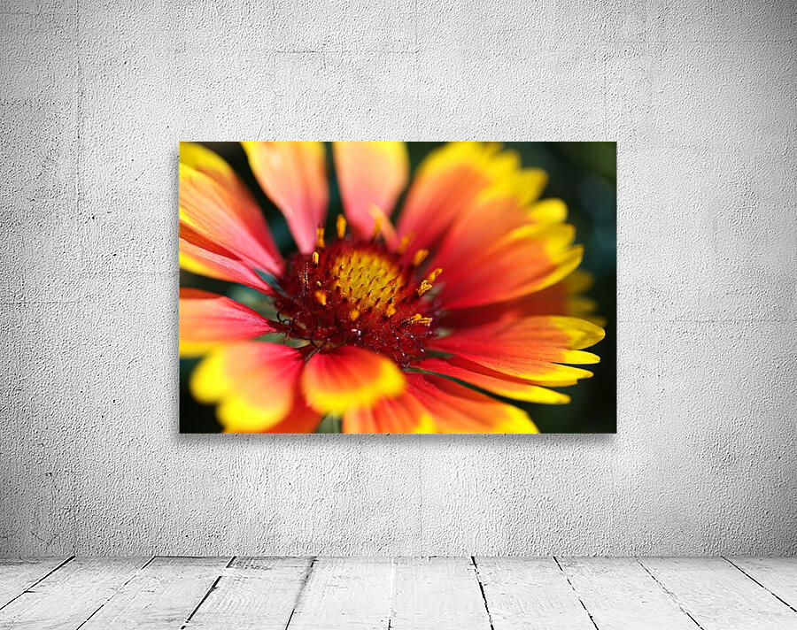  Blanket Flower Wall Preview