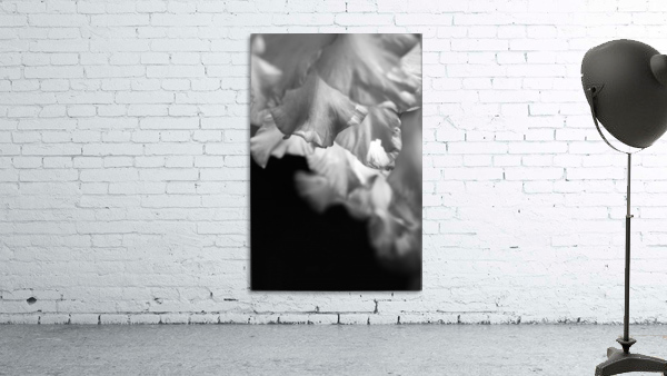 Gladiolus Petals Dance Wall Preview