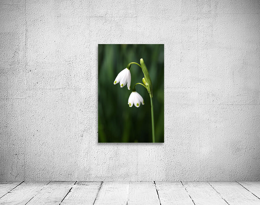 Snowdrop Flowers Wall Preview