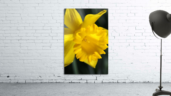 Daffodil Yellow Up Close Wall Preview