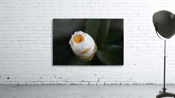 Camellia Bud Wall Preview