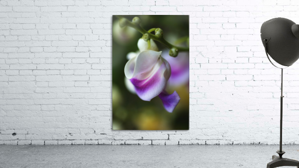 Corkscrew Flower Curls Wall Preview