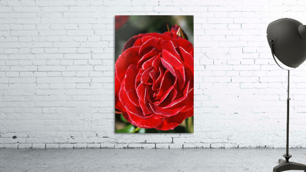 Romance Red Rose Wall Preview
