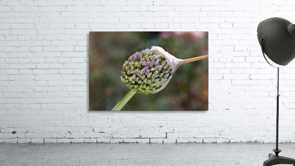 Garlic Flower With Cap Wall Preview