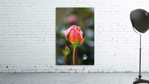 Two Pink Rose Buds Wall Preview