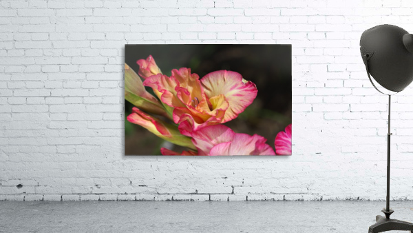 Gladiolus Display Wall Preview