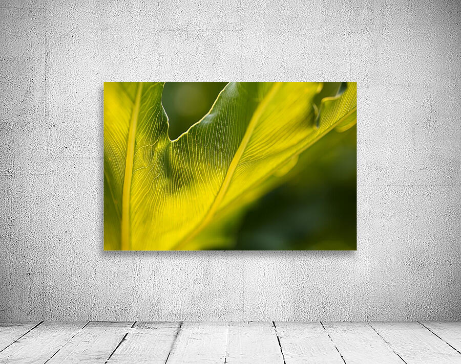 Monstera Deliciosa Leaf Wall Preview