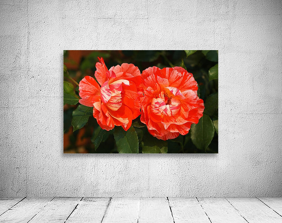 Rose Pair Two Toned Wall Preview