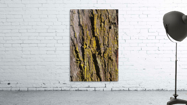 Moss Art Eucalyptus Bark  Wall Preview