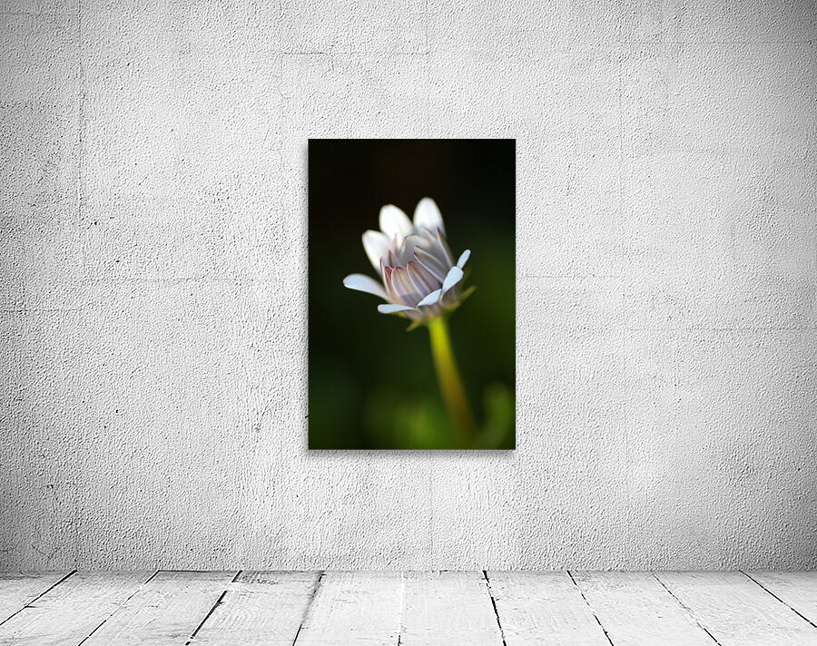 All Alone Daisy Bud Wall Preview