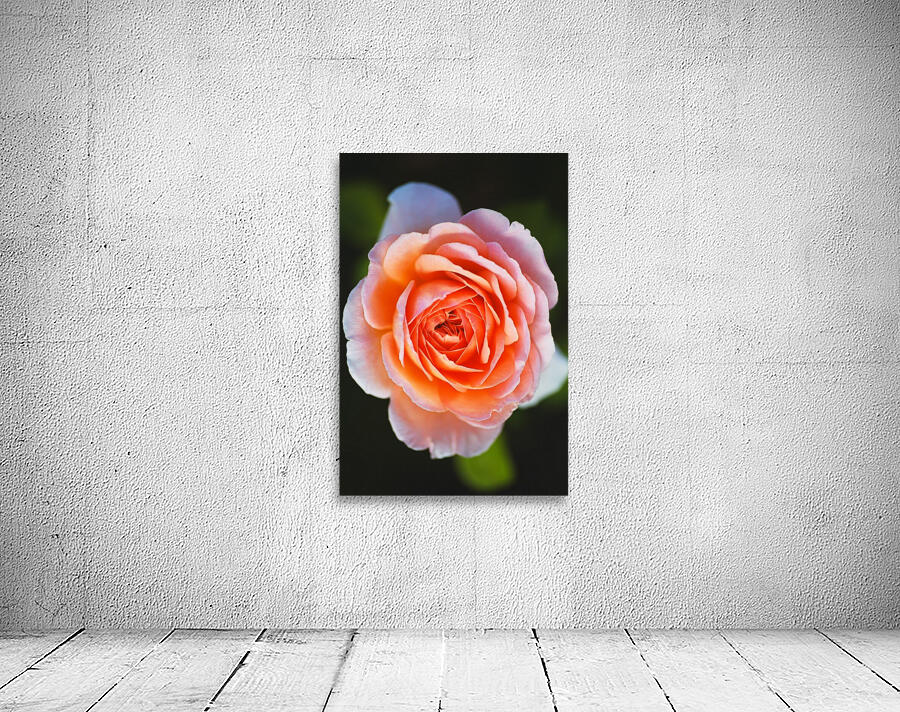 Bold Orange Rose Wall Preview
