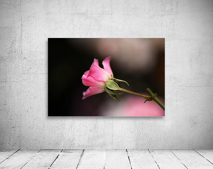Rose Bud Pink Wall Preview