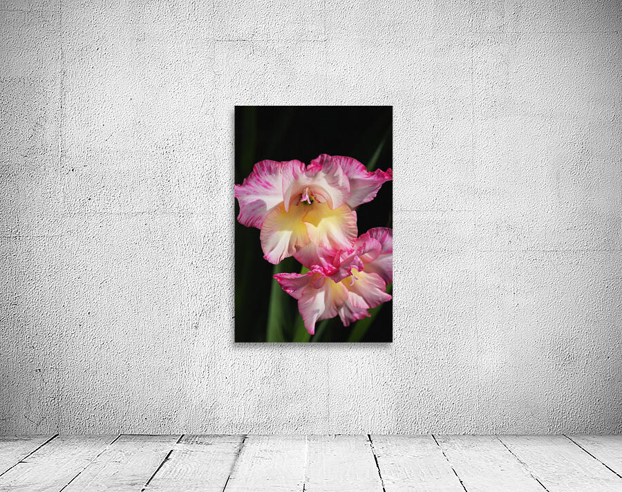 Gladiolus Seeing Double  Wall Preview