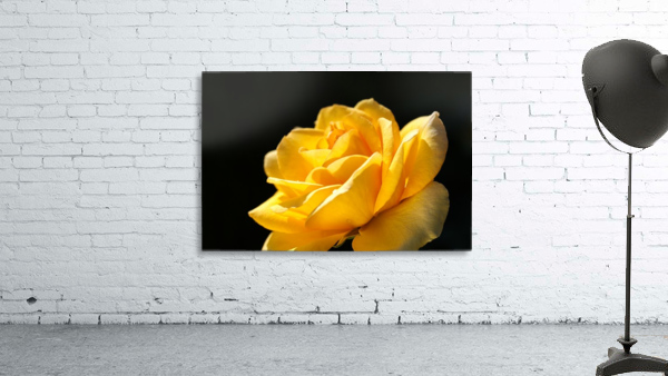 Rose Glowing Yellow Wall Preview