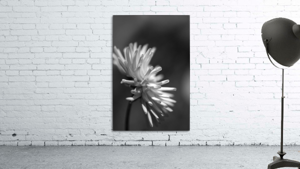 Dahlia Looking Out Wall Preview