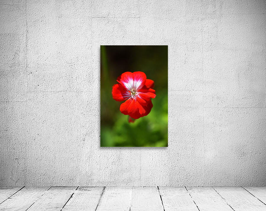 Geranium Red and White  Wall Preview