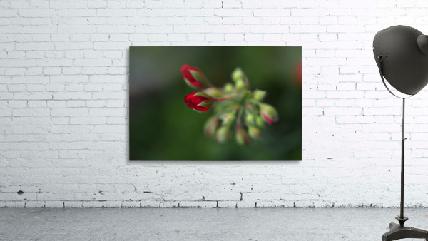 Geraniums Buds Red Wall Preview