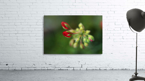 Geranium Buds Red Textured Wall Preview