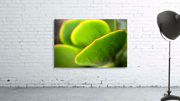 Bright Succulent World Wall Preview