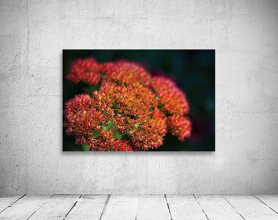 Sedum Plant Wall Preview