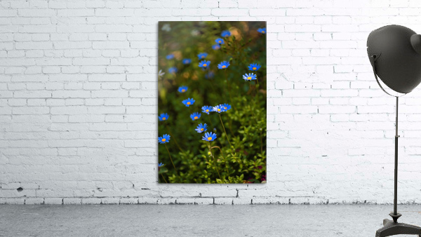 Daisy Garden Wall Preview