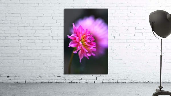 Dahlia on A Cloud Wall Preview